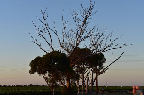 A Coonawarra Experience - Hotel NSW 24