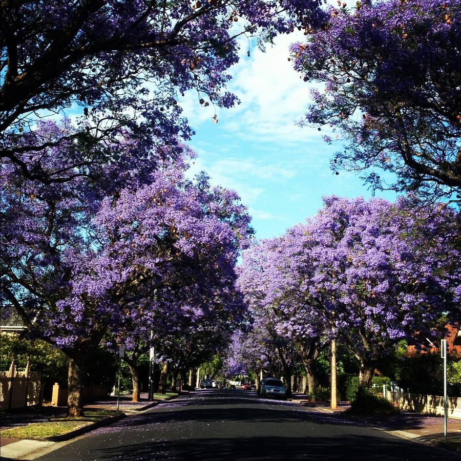 Clarence Park SA Hotel NSW