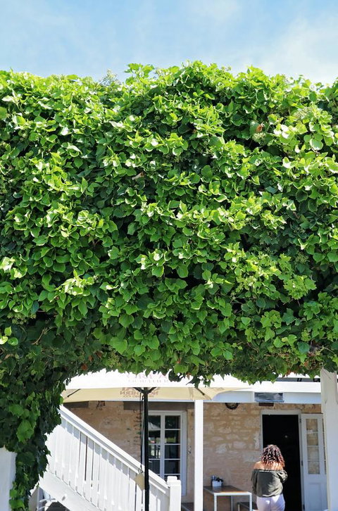 Caledonian Inn - Hotel NSW 21