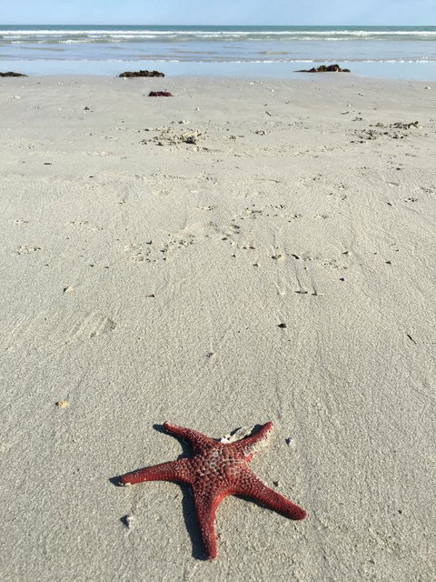 Caledonian Inn - Hotel NSW 14