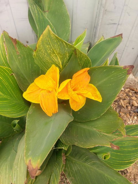 Desert Gum Retreat Gough St - Hotel NSW 20