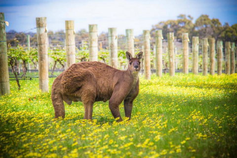 The Roozen Residence - Hotel NSW 29