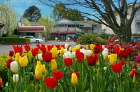 Book Leura Accommodation Vacations Hotel NSW Hotel NSW
