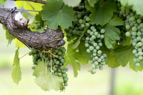 Thistle Hill Guesthouse - Walk To Many Wineries And Restaurants - Hotel NSW 44