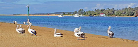 Pelican Motor Inn - Hotel NSW 29