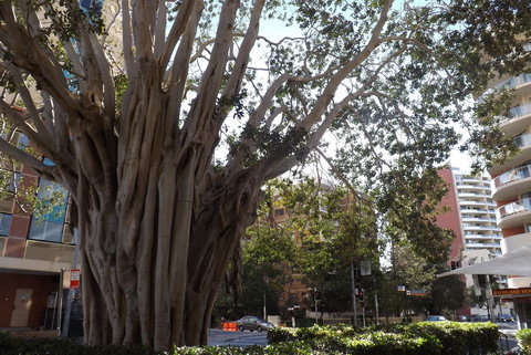 Fiori Apartments - Hotel NSW 29