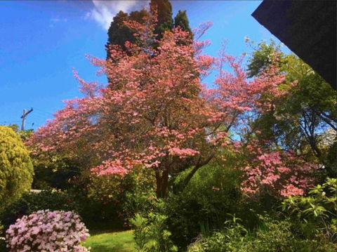 Dangal Gardens - Hotel NSW 27