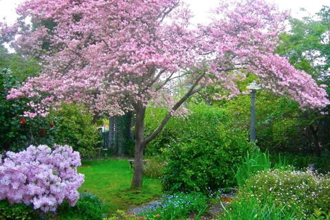 Dangal Gardens - Hotel NSW 3