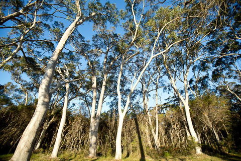 Bush & Bay Cottage - Hotel NSW 28