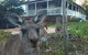 Bush & Bay Cottage - thumb 0