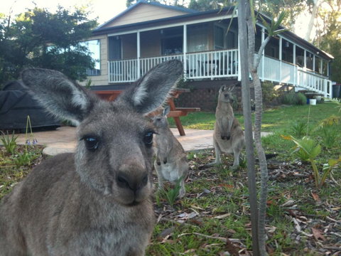 Bush & Bay Cottage - Hotel NSW 0