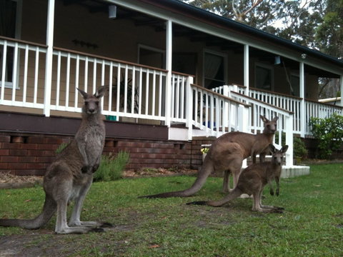 Bush & Bay Cottage - Hotel NSW 30