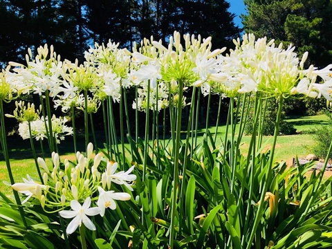 Carawah Ridge - Hotel NSW 1