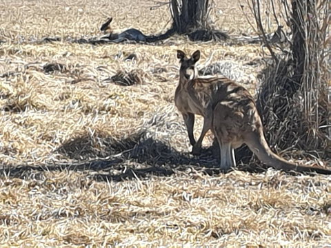 Clansman Motel - Hotel NSW 0