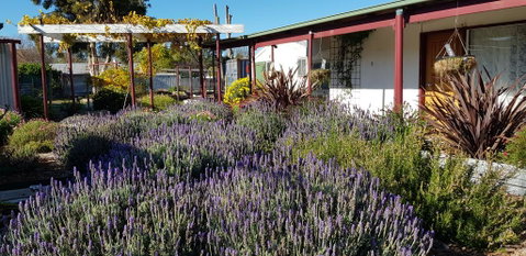 Clunes Motel - Hotel NSW 1