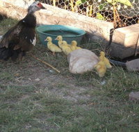 Corella Creek Country Farm Stay - Hotel NSW