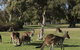 Eastern Hill Creswick - thumb 1