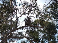 Book Haden Accommodation Vacations Hotel NSW Hotel NSW