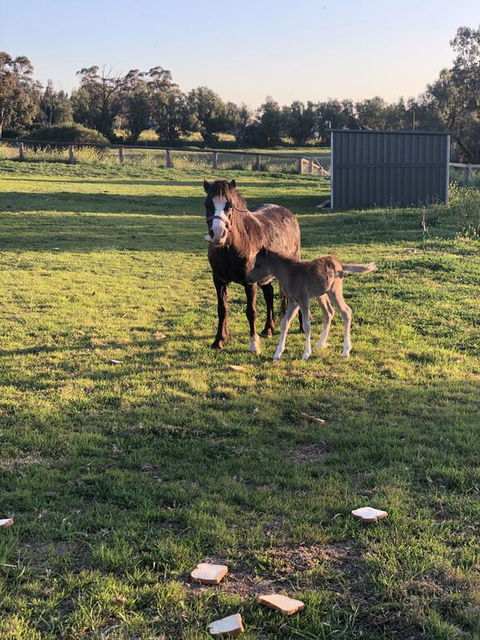 Gibbagunyah Manor - Hotel NSW 1