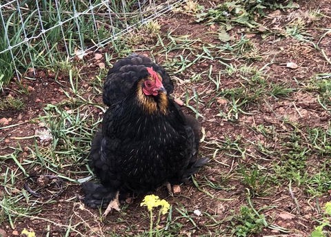 Gibbagunyah Manor - Hotel NSW 2