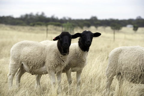 Gilgraves Vineyard Farmstay - Hotel NSW 3