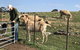 Gilgraves Vineyard Farmstay - thumb 0
