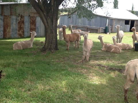 Glen Waverly Farmstay - Hotel NSW 3