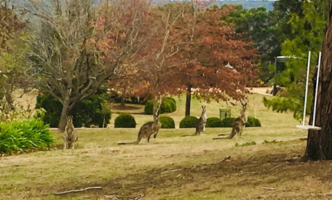 Highfield Cottage - Hotel NSW 2