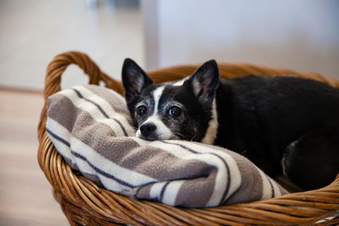 Kingaroy Country Motel - Hotel NSW 3