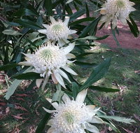 Lyrebird Gully Retreat - Hotel NSW