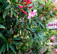 Mercury motor inn - Hotel NSW