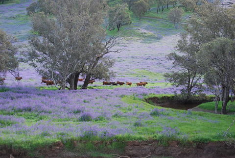 Midgard Cottage - Great Location & Close To Airport - Hotel NSW 38