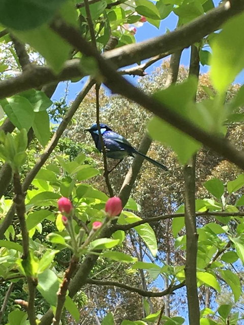 Tegwan's Nest Holiday Home - Hotel NSW 19