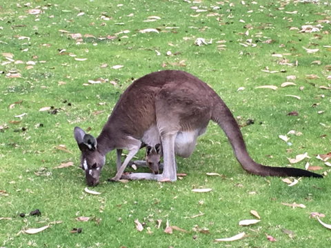 Tegwan's Nest Holiday Home - Hotel NSW 1