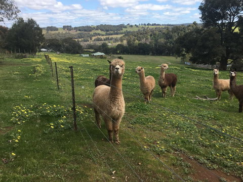 Tegwan's Nest Holiday Home - Hotel NSW 44