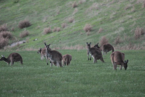 The Farmhouse - Hotel NSW 14