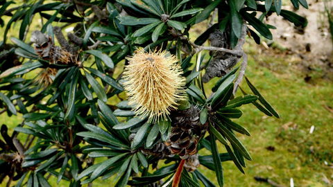 43 Degrees Bruny Island - Hotel NSW 11