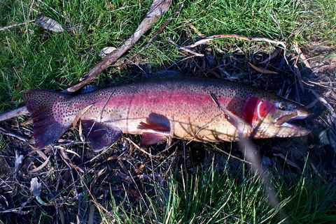 Platypus Park Country Retreat - Hotel NSW 24