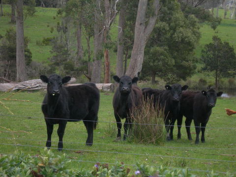 Platypus Park Country Retreat - Hotel NSW 25