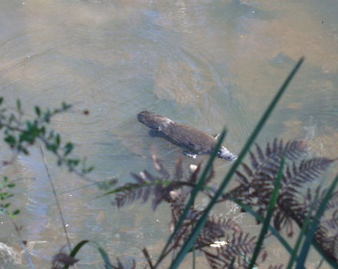 Platypus Park Country Retreat - Hotel NSW 31