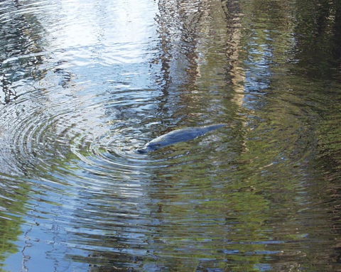 Platypus Park Country Retreat - Hotel NSW 32