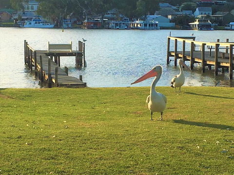 Riverfront Getaway - Mannum - Hotel NSW 0