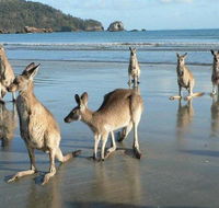 Seaforth Holiday Units - Hotel NSW