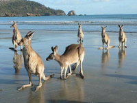 Book Seaforth Accommodation Vacations Hotel NSW Hotel NSW
