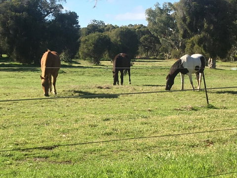 Shetland Park Chalets - Hotel NSW 1