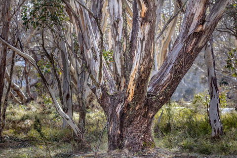 Snowgums 07 - Hotel NSW 3