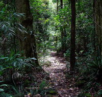 Springbrook Lyrebird Retreat - Hotel NSW