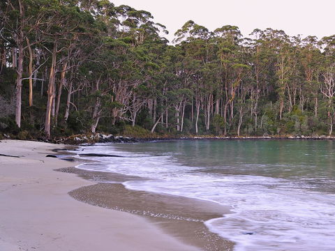 NRMA Port Arthur Holiday Park - Hotel NSW 41