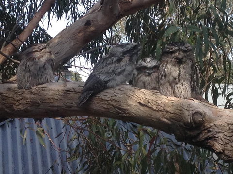 Kookas Retreat - Hotel NSW 15