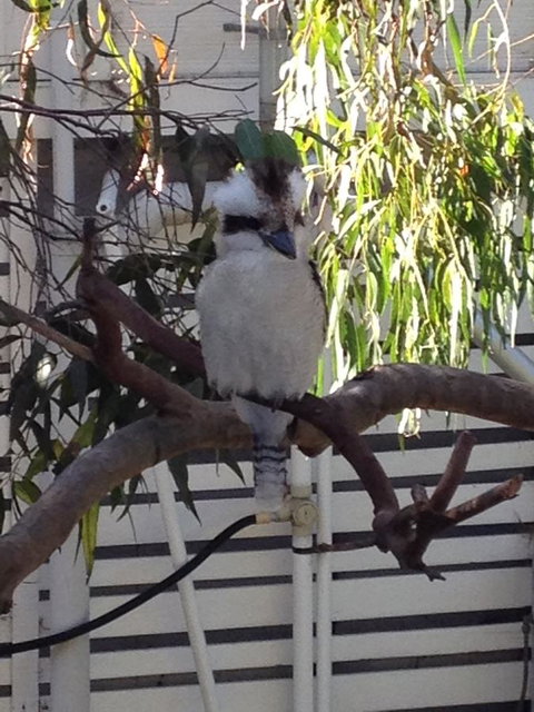 Kookas Retreat - Hotel NSW 16